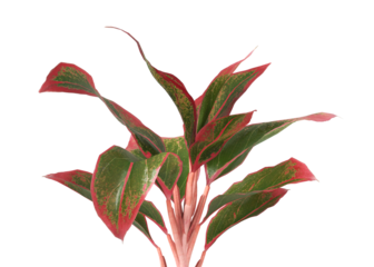 aglaonema crete plant isolated on transparent background. PNG aglaonema crete leaves transparent background. aglaonema plant isolated on white background. aglaonema Ornamental Plant PNG.