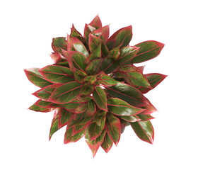 aglaonema crete plant isolated on transparent background. PNG aglaonema crete leaves transparent background. aglaonema plant isolated on white background. aglaonema Ornamental Plant PNG.