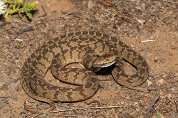 A defensive rhombic egg eater (Dasypeltis scabra), also known as a common egg eater, or egg-eating snake, in the wild