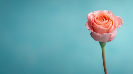 Fototapeta premium A single pink rose on a blue background