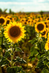Girasol, plantacion girasoles, pipa
