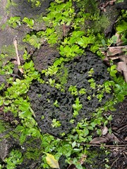 plant growing in the ground