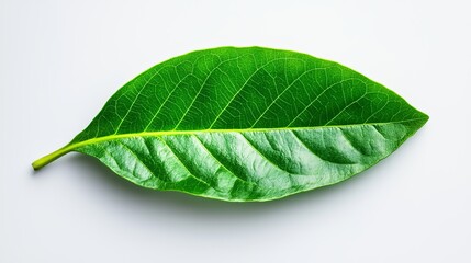 Obraz premium A green leaf on a white background