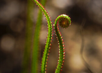 Curling leaf of dewy pine (Drosophyllum lusitanicum), the Portuguese sundew, Portugal