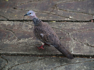 The spotted dove or eastern spotted dove (Spilopelia chinensis) is a small and somewhat long-tailed pigeon that is a common resident breeding bird across its native range on the Indian subcontinent