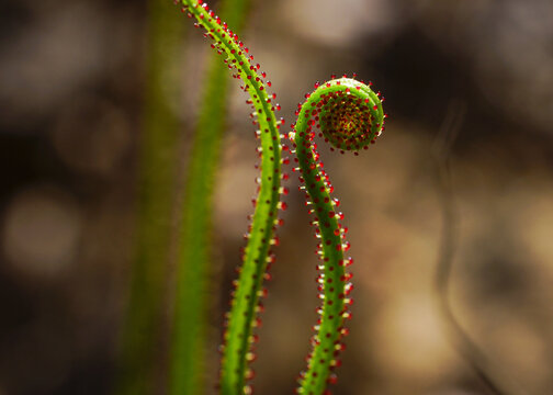 Curling leaf of dewy pine (Drosophyllum lusitanicum), the Portuguese sundew, Portugal