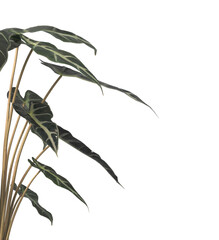 Alocasia Polly or Alocasia Amazonica Sanderiana plant PNG isolated on transparent background. Alocasia amazonica leaves isolated transparent background. Alocasia amazonica PNG. elephant ear plant PNG.