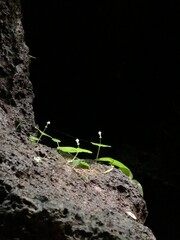 green plant growing on a rock
