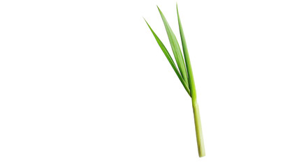 A Single Stalk of Lemongrass with Vibrant Green Leaves - Perfect for Culinary and Aromatic Uses in Recipes and Beverages.