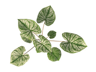 caladium bicolor Plant PNG isolated on transparent background. caladium bicolor leaves isolated on transparent background. PNG caladium plant isolated on white background. caladium Bulbs plant Cutout.