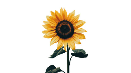 Fototapeta premium Vibrant Single Sunflower with a Dark Center Perfect for Nature-Themed Designs or Garden Decor Projects, Ideal for Print and Digital Usage.