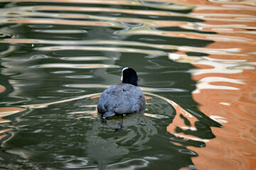 Blässhuhn-Silhouette: Ein Vogel auf dem Teich