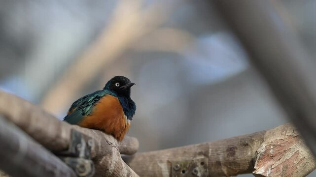 4K close-up video of birds like owls resting on trees and branches in a forest
