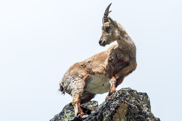 portrait d'une étagne