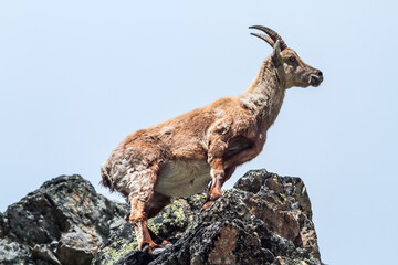 portrait d'une étagne sur un rocher