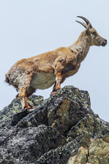 portrait d'une étagne sur un rocher