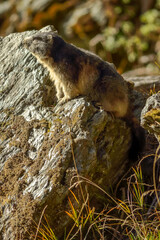 marmotte des Alpes sur un rocher faisant le guet