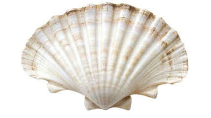 A Beautiful Close-Up of a Single White Shell with Rough Edges Perfect for Coastal or Marine-Themed Projects..