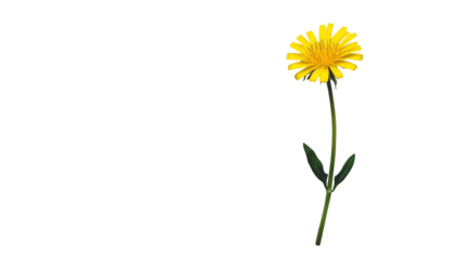 A Bright and Cheerful Yellow Dandelion Flower Blooming in Green Grass Perfect for Nature and Gardening Themes in Designs and Illustrations.