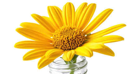 Fototapeta premium A Single Yellow Daisy in a Small Glass Vase: Perfect for Brightening Up Any Space with Cheerful Floral Decor.