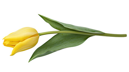 A stunning image of a single yellow tulip with vibrant green leaves, perfect for floral designs, nature-themed projects, and springtime graphics, showcasing the beauty of tulips in full bloom..