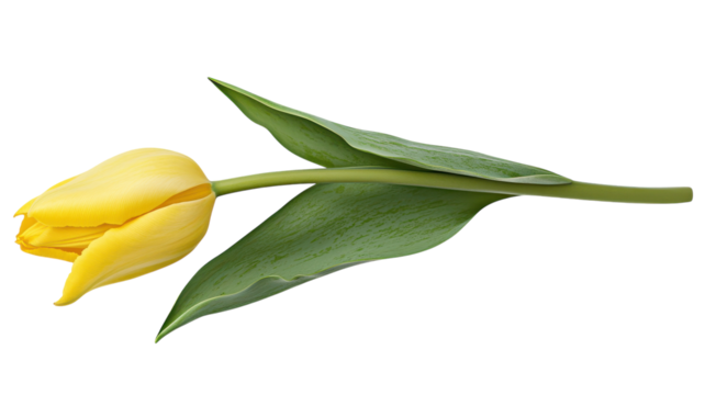 A stunning image of a single yellow tulip with vibrant green leaves, perfect for floral designs, nature-themed projects, and springtime graphics, showcasing the beauty of tulips in full bloom..