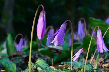 諸上寺公園のカタクリ（新潟県）