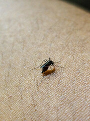 Aedes mosquito on human skin, natural blurred background.