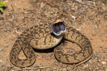 Fototapeta premium A defensive rhombic egg eater (Dasypeltis scabra), also known as a common egg eater, or egg-eating snake, in the wild