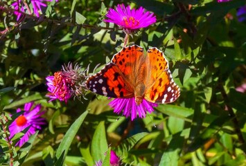Butterfly painted lady Vanessa cardui collects nectar from autumn flowers Aster in the garden
