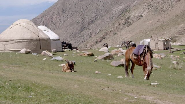 Horses  graze outside of yurts in the mountains of Kyrgyzstan.