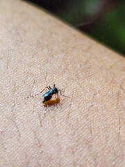Aedes mosquito on human skin, natural blurred background.