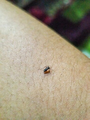 Aedes mosquito on human skin, natural blurred background.