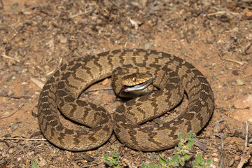 A defensive rhombic egg eater (Dasypeltis scabra), also known as a common egg eater, or egg-eating snake, in the wild