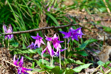 諸上寺公園のカタクリ（新潟県）