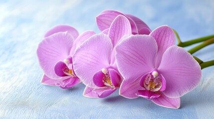 Obraz premium Three pink orchids on a blue wooden surface