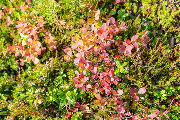 Top view of tundra arctic vegetation, growing berries, moss and grass. Green nature background.