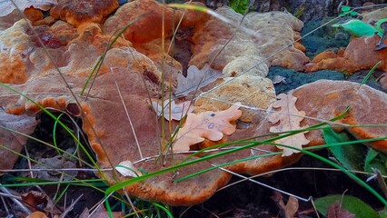 Phellinus robustus - saprophytic wood fungus on an old oak tree stump in a garden, Odessa
