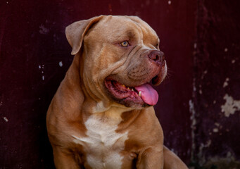 english bulldog puppy portrait