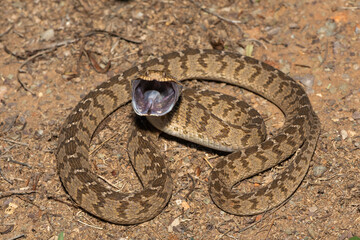 A defensive rhombic egg eater (Dasypeltis scabra), also known as a common egg eater, or egg-eating snake, in the wild