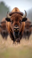 A herd of bison walking across a grass covered field
