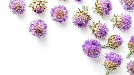 Botanical art: vertical arrangement of purple artichoke flowers on a white background, highlighting their unique petal structures.