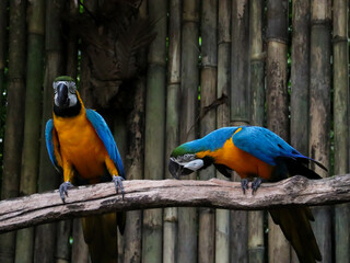 Blue and Yellow Macaw (Ara ararauna) perched on the tree branch