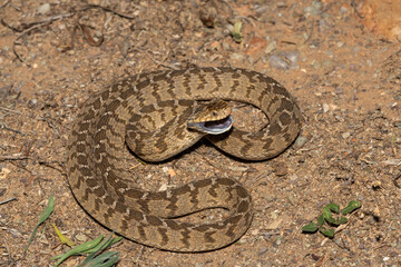 A defensive rhombic egg eater (Dasypeltis scabra), also known as a common egg eater, or egg-eating snake, in the wild