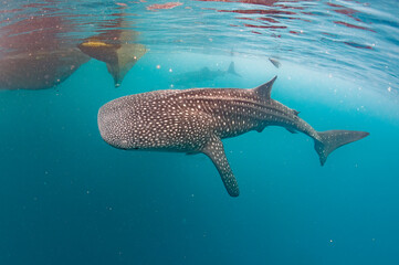 Whale shark underwater in deep blue ocean