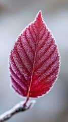 Fototapeta premium A red leaf covered in frost on a branch