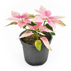 J'Adore Soft Pink Poinsettia, Soft Pink and White poinsettia plant in Black vase isolated on white, Christmas plant, Euphorbia