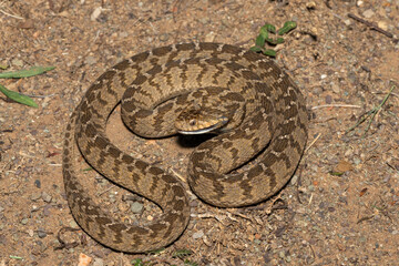 A defensive rhombic egg eater (Dasypeltis scabra), also known as a common egg eater, or egg-eating snake, in the wild