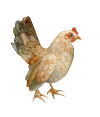 Watercolour illustraion of a cozy healthy hen, chicken, looking to the right. Hand drawn. Retro, eco, traditional, organic, sustainable, natural, rustic vibe. Ideal for stylish Easter decoration.