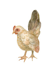 Watercolour illustraion of a cozy healthy hen, chicken, standing. Hand drawn. Retro, eco, traditional, organic, sustainable, natural, rustic vibe. Ideal for stylish Easter decoration.